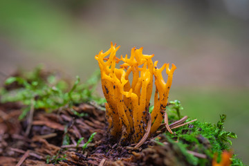 Orangene Koralle Ziegenbart Pilz