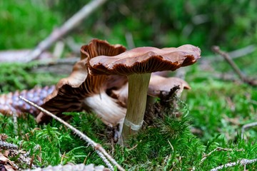 Pilzgruppe im Wald