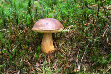 Steinpilz im Wald mit Moos