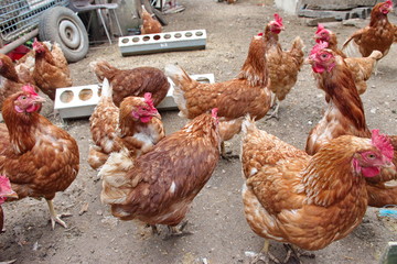 Closeup of chickens on the rural farm in Croatia