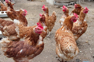 Closeup of chickens on the rural farm in Croatia