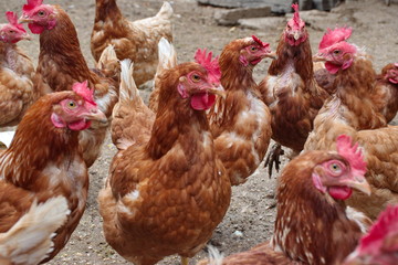 Closeup of chickens on the rural farm in Croatia