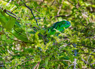 Green Iguana resting in a tree with green foliage background