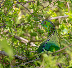 Green Iguana resting in a tree with green foliage background