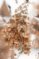Dry hydrangea flowers in the garden in winter