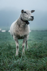 portrait of a sheep in mist