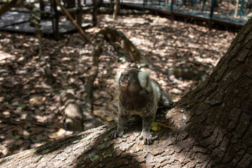 Monkey in the forest