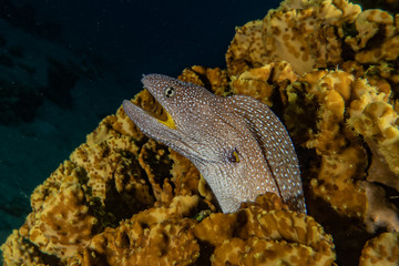 Moray eel Mooray lycodontis undulatus in the Red Sea, eilat israel