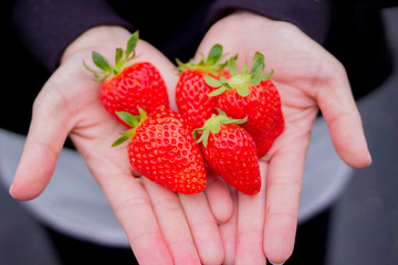 Obraz premium いっぱいのイチゴ