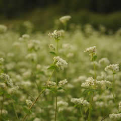 夏の蕎麦畑