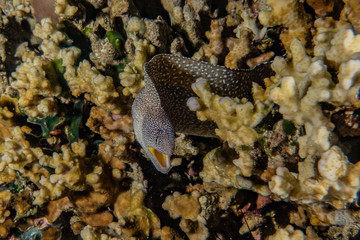 Moray eel Mooray lycodontis undulatus in the Red Sea, eilat israel