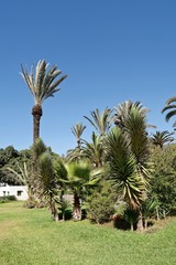 Marokko - Agadir - Stadtpark