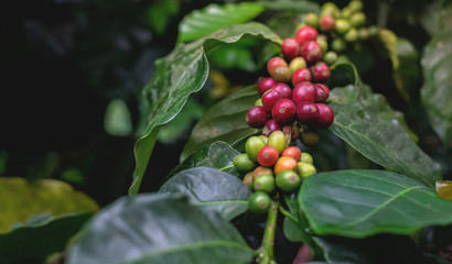 Close Up of coffee beans and coffee trees in the coffee garden.