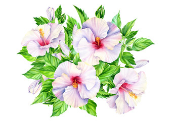 Bouquet of hibiscus flowers, green leaves, buds. Botanical painting, on a white background, watercolor.