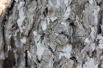 bark of a tree, bark, tree, texture, wood, nature, brown, pattern, old, rough, forest, pine, trunk,...