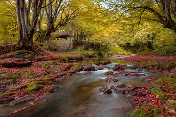 Autumn in the forest, Dokuzak, Bulgaria, Strandzha mountain