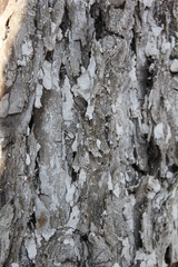 bark of a tree, bark, tree, texture, wood, nature, brown, pattern, old, rough, forest, pine, trunk, surface, textured, abstract, natural, wall, closeup, plant, wooden, detail, oak, backgrounds, materi