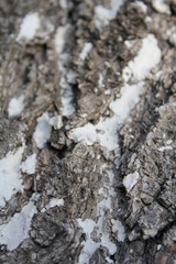 bark of a tree, bark, tree, texture, wood, nature, brown, pattern, old, rough, forest, pine, trunk, surface, textured, abstract, natural, wall, closeup, plant, wooden, detail, oak, backgrounds, materi