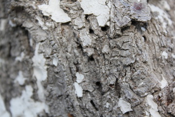 bark of a tree, bark, tree, texture, wood, nature, brown, pattern, old, rough, forest, pine, trunk, surface, textured, abstract, natural, wall, closeup, plant, wooden, detail, oak, backgrounds, materi