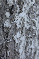 Fototapeta premium bark of a tree, bark, tree, texture, wood, nature, brown, pattern, old, rough, forest, pine, trunk, surface, textured, abstract, natural, wall, closeup, plant, wooden, detail, oak, backgrounds, materi