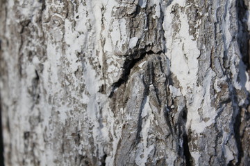 bark of a tree, bark, tree, texture, wood, nature, brown, pattern, old, rough, forest, pine, trunk, surface, textured, abstract, natural, wall, closeup, plant, wooden, detail, oak, backgrounds, materi