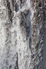 bark of a tree, bark, tree, texture, wood, nature, brown, pattern, old, rough, forest, pine, trunk, surface, textured, abstract, natural, wall, closeup, plant, wooden, detail, oak, backgrounds, materi