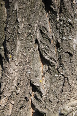 bark of a tree, bark, tree, texture, wood, nature, brown, pattern, old, rough, forest, pine, trunk, surface, textured, abstract, natural, wall, closeup, plant, wooden, detail, oak, backgrounds, materi