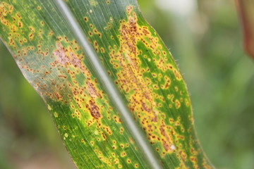 Southern Maize Rust diseases that damage at leaves, biotic stress at the fields.