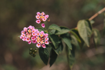Leaves and Flowers at Pyin Oo Lwin Garden.