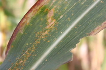 Southern Maize Rust diseases that damage at leaves, biotic stress at the fields. © The natures