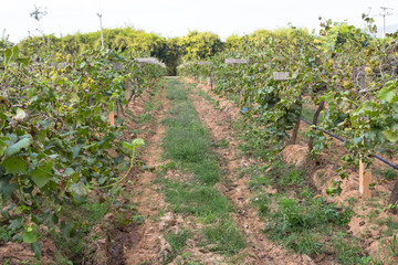 Fototapeta na wymiar Grapes for wine making, grape growing.