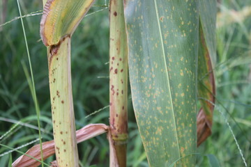 Corn Rust diseases that damage on stem, abiotic stress at the field.