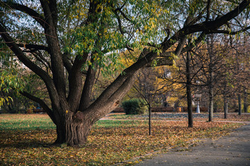 Big tree in autumn park with fallen foliage