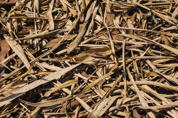 Leaves and Flowers at Pyin Oo Lwin Garden.