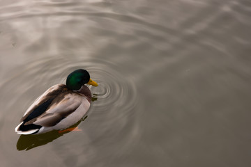 duck in water