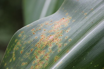 Southern Corn Rust diseases that damage at leaves, biotic stress at the fields on tropical zone of Thailand.