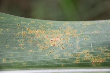 Corn Rust diseases that damage on leaves, biotic stress at the fields.