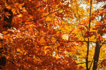 Autumn foliage of bright orange color through which rays of the sun break through. Beautiful scenery with warm-colored trees and a lake.