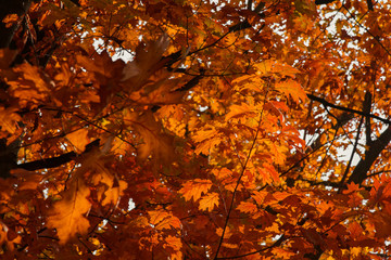 Autumn foliage of bright orange color through which rays of the sun break through. Beautiful scenery with warm-colored trees and a lake.