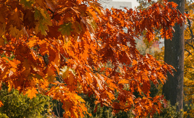 Autumn foliage of bright orange color through which rays of the sun break through. Beautiful scenery with warm-colored trees and a lake.