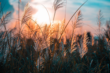The beautiful grass flowers are swaying in the meadow in sunset time.