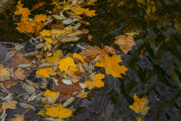 Autumnal foliage of bright orange that fell in the lake. Beautiful scenery with warm-colored trees and a lake.