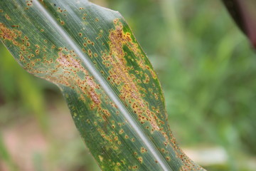 Maize Rust diseases that damage on leaves, biotic stress at the fields.