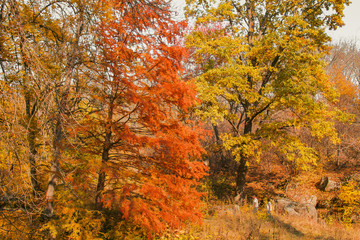 Fototapeta na wymiar Autumn foliage of bright orange color through which rays of the sun break through. Beautiful scenery with warm-colored trees and a lake.
