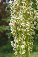 Rhubarb white flowers close up