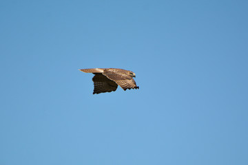 Red Tailed Hawk