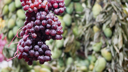 this is fruits photo