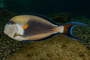 Fototapeta na wymiar Fish swim in the Red Sea, colorful fish, Eilat Israel