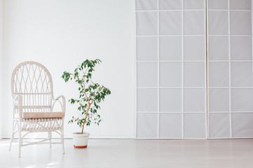 green home plant and armchair in the interior of the white room of the house