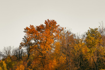 Autumn foliage of bright orange color through which rays of the sun break through. Beautiful scenery with warm-colored trees and a lake.